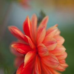 Dahlia Closeup Red To order a print please email me at  Mike Reid Photography : dahlia, dahlias, flower, flowers, floral, artistic flower photography, flower photography, soft, flower poetry, floral poetry, spring colors, blooms, artistic floral photography, canon, zeiss, bokeh, reid, dreamy, painterly, impressionistic, zeiss 50mm ze, canon 85mm f/1.2, dof shots, closeup, flower macro