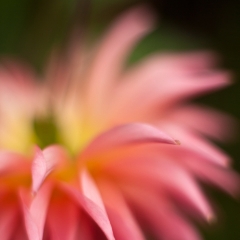 Dahlia Fireworks To order a print please email me at  Mike Reid Photography : dahlia, dahlias, flower, flowers, floral, artistic flower photography, flower photography, soft, flower poetry, floral poetry, spring colors, blooms, artistic floral photography, canon, zeiss, bokeh, reid, dreamy, painterly, impressionistic