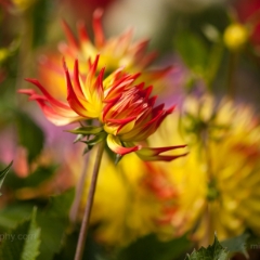 Dahlia Kaleidoscope Colors To order a print please email me at  Mike Reid Photography : dahlia, dahlias, flower, flowers, floral, artistic flower photography, flower photography, soft, flower poetry, floral poetry, spring colors, blooms, artistic floral photography, canon, zeiss, bokeh, reid, dreamy, painterly, impressionistic