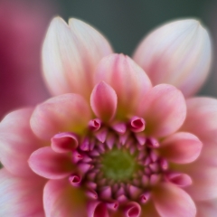 Dahlia Photography Beautifuil Pink Collerette