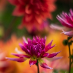 Dahlia Photography Beautiful Montage To order a print please email me at  Mike Reid Photography : dahlia, dahlias, flower, flowers, floral, artistic flower photography, flower photography, soft, flower poetry, floral poetry, spring colors, blooms, artistic floral photography, canon, zeiss, bokeh, reid, dreamy, painterly, impressionistic, zeiss 50mm ze, canon 85mm f/1.2, dof shots, closeup, flower macro