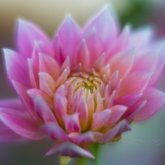 Dahlia Photography Beautiful Pink Petals To order a print please email me at  Mike Reid Photography : Flower, flowers, floral, floral photography, thin dof, abstract photography, beauty, poetic, zeiss, reid, beautiful flowers, stunning, colorful, botanical, clivia, thin depth of field, macro, flower macro, dahlia, dahlias