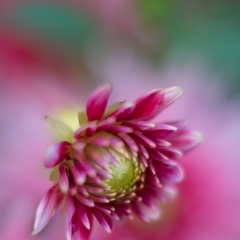 Dahlia Photography Bloom Standout
