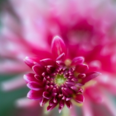 Dahlia Photography Cactus Bloom  To order a print please email me at  Mike Reid Photography : Flower, flowers, floral, floral photography, thin dof, abstract photography, beauty, poetic, zeiss, reid, beautiful flowers, stunning, colorful, botanical, clivia, thin depth of field, macro, flower macro, dahlia, dahlias