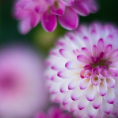 Dahlia Photography Collage of Pink and White Poms