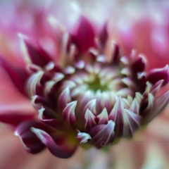 Dahlia Photography Crimson Eye To order a print please email me at  Mike Reid Photography : Flower, flowers, floral, floral photography, thin dof, abstract photography, beauty, poetic, zeiss, reid, beautiful flowers, stunning, colorful, botanical, clivia, thin depth of field, macro, flower macro, dahlia, dahlias
