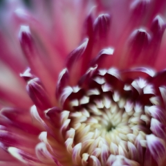 Dahlia Photography Crimson Swirl To order a print please email me at  Mike Reid Photography : Flower, flowers, floral, floral photography, thin dof, abstract photography, beauty, poetic, zeiss, reid, beautiful flowers, stunning, colorful, botanical, clivia, thin depth of field, macro, flower macro, dahlia, dahlias
