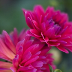 Dahlia Photography Dark Fuschia Blooms To order a print please email me at  Mike Reid Photography : Flower, flowers, floral, floral photography, thin dof, abstract photography, beauty, poetic, zeiss, reid, beautiful flowers, stunning, colorful, botanical, clivia, thin depth of field, macro, flower macro, dahlia, dahlias