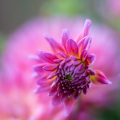 Dahlia Photography Dark Pink Cactus Bloom