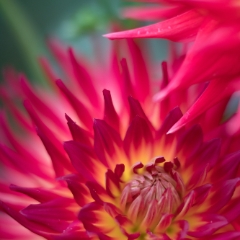 Dahlia Photography Decorative Rainbow Blooms To order a print please email me at  Mike Reid Photography : Flower, flowers, floral, floral photography, thin dof, abstract photography, beauty, poetic, zeiss, reid, beautiful flowers, stunning, colorful, botanical, clivia, thin depth of field, macro, flower macro, dahlia, dahlias