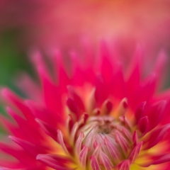 Dahlia Photography Decorative Rainbow Burst To order a print please email me at  Mike Reid Photography : Flower, flowers, floral, floral photography, thin dof, abstract photography, beauty, poetic, zeiss, reid, beautiful flowers, stunning, colorful, botanical, clivia, thin depth of field, macro, flower macro, dahlia, dahlias