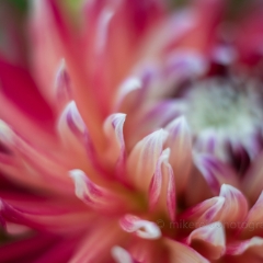 Dahlia Photography Dinner Plate Colorful Details To order a print please email me at  Mike Reid Photography : Flower, flowers, floral, floral photography, thin dof, abstract photography, beauty, poetic, zeiss, reid, beautiful flowers, stunning, colorful, botanical, clivia, thin depth of field, macro, flower macro, dahlia, dahlias