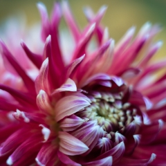 Dahlia Photography Dinnerplate Dahlia Closeup To order a print please email me at  Mike Reid Photography : Flower, flowers, floral, floral photography, thin dof, abstract photography, beauty, poetic, zeiss, reid, beautiful flowers, stunning, colorful, botanical, clivia, thin depth of field, macro, flower macro, dahlia, dahlias