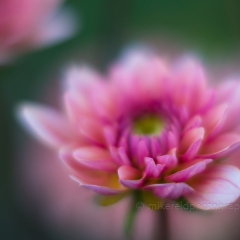 Dahlia Photography Dreams of Soft Light To order a print please email me at  Mike Reid Photography : Flower, flowers, floral, floral photography, thin dof, abstract photography, beauty, poetic, zeiss, reid, beautiful flowers, stunning, colorful, botanical, clivia, thin depth of field, macro, flower macro, dahlia, dahlias