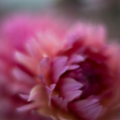 Dahlia Photography Dusk Pink Closeup