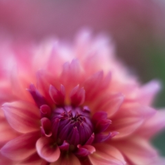Dahlia Photography Dusky Pink Details To order a print please email me at  Mike Reid Photography : Flower, flowers, floral, floral photography, thin dof, abstract photography, beauty, poetic, zeiss, reid, beautiful flowers, stunning, colorful, botanical, clivia, thin depth of field, macro, flower macro, dahlia, dahlias