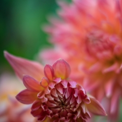 Dahlia Photography Dusky Pink Flowers To order a print please email me at  Mike Reid Photography : Flower, flowers, floral, floral photography, thin dof, abstract photography, beauty, poetic, zeiss, reid, beautiful flowers, stunning, colorful, botanical, clivia, thin depth of field, macro, flower macro, dahlia, dahlias