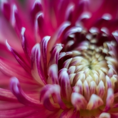Dahlia Photography Eye of the Storm To order a print please email me at  Mike Reid Photography : Flower, flowers, floral, floral photography, thin dof, abstract photography, beauty, poetic, zeiss, reid, beautiful flowers, stunning, colorful, botanical, clivia, thin depth of field, macro, flower macro, dahlia, dahlias