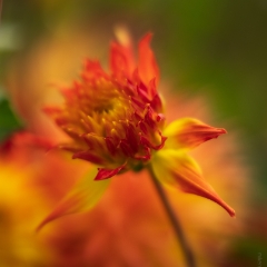 Dahlia Photography Fiery Flourish To order a print please email me at  Mike Reid Photography : dahlia, dahlias, flower, flowers, floral, artistic flower photography, flower photography, soft, flower poetry, floral poetry, spring colors, blooms, artistic floral photography, canon, zeiss, bokeh, reid, dreamy, painterly, impressionistic, zeiss 50mm ze, canon 85mm f/1.2, dof shots, closeup, flower macro