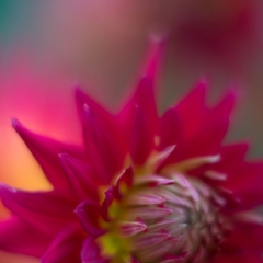 Dahlia Photography Fiery Red Closeup To order a print please email me at  Mike Reid Photography : Flower, flowers, floral, floral photography, thin dof, abstract photography, beauty, poetic, zeiss, reid, beautiful flowers, stunning, colorful, botanical, clivia, thin depth of field, macro, flower macro, dahlia, dahlias