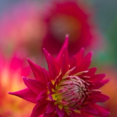 Dahlia Photography Fiery Red Colors To order a print please email me at  Mike Reid Photography : Flower, flowers, floral, floral photography, thin dof, abstract photography, beauty, poetic, zeiss, reid, beautiful flowers, stunning, colorful, botanical, clivia, thin depth of field, macro, flower macro, dahlia, dahlias