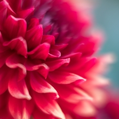 Dahlia Photography Fiery Red Details To order a print please email me at  Mike Reid Photography : Flower, flowers, floral, floral photography, thin dof, abstract photography, beauty, poetic, zeiss, reid, beautiful flowers, stunning, colorful, botanical, clivia, thin depth of field, macro, flower macro, dahlia, dahlias