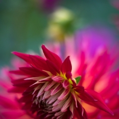 Dahlia Photography Fiery Red Unfolding To order a print please email me at  Mike Reid Photography : Flower, flowers, floral, floral photography, thin dof, abstract photography, beauty, poetic, zeiss, reid, beautiful flowers, stunning, colorful, botanical, clivia, thin depth of field, macro, flower macro, dahlia, dahlias