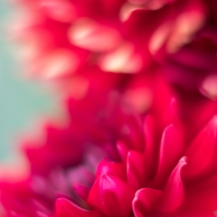 Dahlia Photography Fiery Rouge To order a print please email me at  Mike Reid Photography : Flower, flowers, floral, floral photography, thin dof, abstract photography, beauty, poetic, zeiss, reid, beautiful flowers, stunning, colorful, botanical, clivia, thin depth of field, macro, flower macro, dahlia, dahlias
