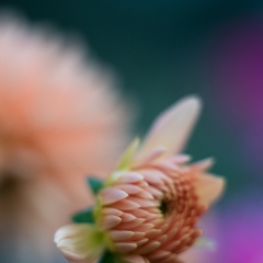 Dahlia Photography New Peach Bloom To order a print please email me at  Mike Reid Photography : Flower, flowers, floral, floral photography, thin dof, abstract photography, beauty, poetic, zeiss, reid, beautiful flowers, stunning, colorful, botanical, clivia, thin depth of field, macro, flower macro, dahlia, dahlias