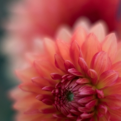Dahlia Photography Orange to Pink Softness Details To order a print please email me at  Mike Reid Photography : Flower, flowers, floral, floral photography, thin dof, abstract photography, beauty, poetic, zeiss, reid, beautiful flowers, stunning, colorful, botanical, clivia, thin depth of field, macro, flower macro, dahlia, dahlias