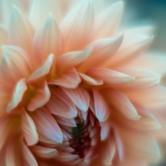 Dahlia Photography Peach Yellow Boom To order a print please email me at  Mike Reid Photography : Flower, flowers, floral, floral photography, thin dof, abstract photography, beauty, poetic, zeiss, reid, beautiful flowers, stunning, colorful, botanical, clivia, thin depth of field, macro, flower macro, dahlia, dahlias