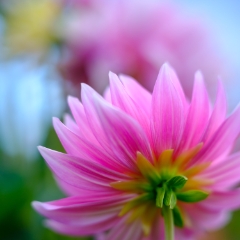Dahlia Photography Pink Backside To order a print please email me at  Mike Reid Photography : dahlia, dahlias, flower, flowers, floral, artistic flower photography, flower photography, soft, flower poetry, floral poetry, spring colors, blooms, artistic floral photography, canon, zeiss, bokeh, reid, dreamy, painterly, impressionistic, zeiss 50mm ze, canon 85mm f/1.2, dof shots, closeup, flower macro