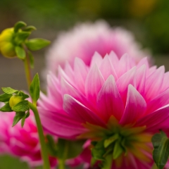Dahlia Photography Pink Feathers GFX50s To order a print please email me at  Mike Reid Photography : dahlia, dahlias, flower, flowers, floral, artistic flower photography, flower photography, soft, flower poetry, floral poetry, spring colors, blooms, artistic floral photography, canon, zeiss, bokeh, reid, dreamy, painterly, impressionistic, zeiss 50mm ze, canon 85mm f/1.2, dof shots, closeup, flower macro, gfx50s