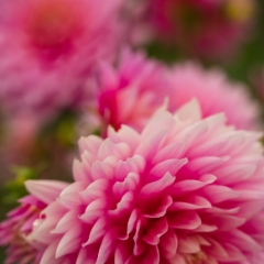 Dahlia Photography Pink Layers of Colors To order a print please email me at  Mike Reid Photography : dahlia, dahlias, flower, flowers, floral, artistic flower photography, flower photography, soft, flower poetry, floral poetry, spring colors, blooms, artistic floral photography, canon, zeiss, bokeh, reid, dreamy, painterly, impressionistic, zeiss 50mm ze, canon 85mm f/1.2, dof shots, closeup, flower macro, gfx50s