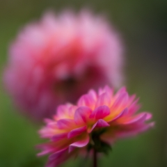 Dahlia Photography Pink Pair To order a print please email me at  Mike Reid Photography : dahlia, dahlias, flower, flowers, floral, artistic flower photography, flower photography, soft, flower poetry, floral poetry, spring colors, blooms, artistic floral photography, canon, zeiss, bokeh, reid, dreamy, painterly, impressionistic, zeiss 50mm ze, canon 85mm f/1.2, dof shots, closeup, flower macro