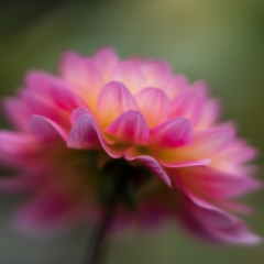Dahlia Photography Pink Petals Softness To order a print please email me at  Mike Reid Photography : dahlia, dahlias, flower, flowers, floral, artistic flower photography, flower photography, soft, flower poetry, floral poetry, spring colors, blooms, artistic floral photography, canon, zeiss, bokeh, reid, dreamy, painterly, impressionistic, zeiss 50mm ze, canon 85mm f/1.2, dof shots, closeup, flower macro