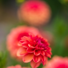 Dahlia Photography Pink Pom Dahlias To order a print please email me at  Mike Reid Photography : dahlia, dahlias, flower, flowers, floral, artistic flower photography, flower photography, soft, flower poetry, floral poetry, spring colors, blooms, artistic floral photography, canon, zeiss, bokeh, reid, dreamy, painterly, impressionistic, zeiss 50mm ze, canon 85mm f/1.2, dof shots, closeup, flower macro