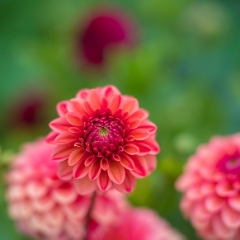 Dahlia Photography Pink Pom Zeiss 85mm Otus To order a print please email me at  Mike Reid Photography