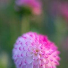 Dahlia Photography Pink Pom To order a print please email me at  Mike Reid Photography : Flower, flowers, floral, floral photography, thin dof, abstract photography, beauty, poetic, zeiss, reid, beautiful flowers, stunning, colorful, botanical, clivia, thin depth of field, macro, flower macro, dahlia, dahlias