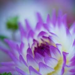 Dahlia Photography Purple White Petals To order a print please email me at  Mike Reid Photography : Flower, flowers, floral, floral photography, thin dof, abstract photography, beauty, poetic, zeiss, reid, beautiful flowers, stunning, colorful, botanical, clivia, thin depth of field, macro, flower macro, dahlia, dahlias