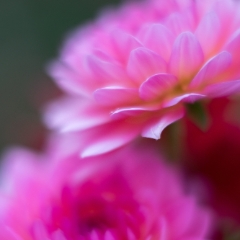 Dahlia Photography Salmon Colored Blossoms To order a print please email me at  Mike Reid Photography : Flower, flowers, floral, floral photography, thin dof, abstract photography, beauty, poetic, zeiss, reid, beautiful flowers, stunning, colorful, botanical, clivia, thin depth of field, macro, flower macro, dahlia, dahlias