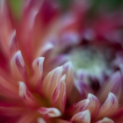 Dahlia Photography White Tipped Dahlia Dinner Plate To order a print please email me at  Mike Reid Photography : Flower, flowers, floral, floral photography, thin dof, abstract photography, beauty, poetic, zeiss, reid, beautiful flowers, stunning, colorful, botanical, clivia, thin depth of field, macro, flower macro, dahlia, dahlias