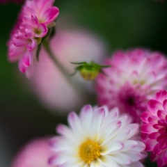 Dahlia Photography White and Pink Poms To order a print please email me at  Mike Reid Photography : Flower, flowers, floral, floral photography, thin dof, abstract photography, beauty, poetic, zeiss, reid, beautiful flowers, stunning, colorful, botanical, clivia, thin depth of field, macro, flower macro, dahlia, dahlias