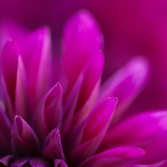 Dark Pink Details To order a print please email me at  Mike Reid Photography : dahlia, dahlias, flower, flowers, floral, artistic flower photography, flower photography, soft, flower poetry, floral poetry, spring colors, blooms, artistic floral photography, canon, zeiss, bokeh, reid, dreamy, painterly, impressionistic, zeiss 50mm ze, canon 85mm f/1.2, dof shots, closeup, flower macro