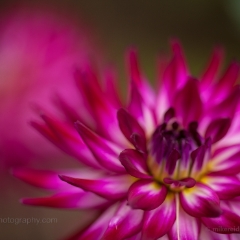 Dark Pink glory  Brilliant Fuschia Dahlia Flower To order a print please email me at  Mike Reid Photography : dahlia, dahlias, flower, flowers, floral, artistic flower photography, flower photography, soft, flower poetry, floral poetry, spring colors, blooms, artistic floral photography, canon, zeiss, bokeh, reid, dreamy, painterly, impressionistic, zeiss 50mm ze, canon 85mm f/1.2, dof shots, closeup, flower macro