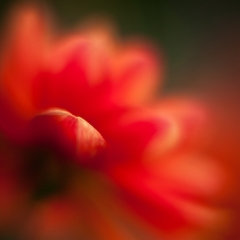 Dreamy Dahlia Photography To order a print please email me at  Mike Reid Photography : dahlia, dahlias, flower, flowers, floral, artistic flower photography, flower photography, soft, flower poetry, floral poetry, spring colors, blooms, artistic floral photography, canon, zeiss, bokeh, reid, dreamy, painterly, impressionistic, zeiss 50mm ze, canon 85mm f/1.2, dof shots, closeup, flower macro