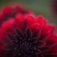 Fiery Red Edges To order a print please email me at  Mike Reid Photography : dahlia, dahlias, flower, flowers, floral, artistic flower photography, flower photography, soft, flower poetry, floral poetry, spring colors, blooms, artistic floral photography, canon, zeiss, bokeh, reid, dreamy, painterly, impressionistic, zeiss 50mm ze, canon 85mm f/1.2, dof shots, closeup, flower macro