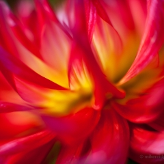 Fiery Waves of Dahlias To order a print please email me at  Mike Reid Photography : dahlia, dahlias, flower, flowers, floral, artistic flower photography, flower photography, soft, flower poetry, floral poetry, spring colors, blooms, artistic floral photography, canon, zeiss, bokeh, reid, dreamy, painterly, impressionistic, zeiss 50mm ze, canon 85mm f/1.2, dof shots, closeup, flower macro