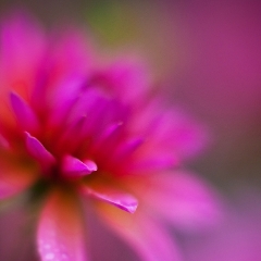 Fire Magic Bloom To order a print please email me at  Mike Reid Photography : dahlia, dahlias, flower, flowers, floral, artistic flower photography, flower photography, soft, flower poetry, floral poetry, spring colors, blooms, artistic floral photography, canon, zeiss, bokeh, reid, dreamy, painterly, impressionistic, zeiss 50mm ze, canon 85mm f/1.2, dof shots, closeup, flower macro