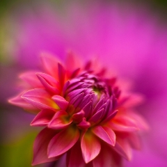 Fire Magic Dahlia Flower To order a print please email me at  Mike Reid Photography : dahlia, dahlias, flower, flowers, floral, artistic flower photography, flower photography, soft, flower poetry, floral poetry, spring colors, blooms, artistic floral photography, canon, zeiss, bokeh, reid, dreamy, painterly, impressionistic, zeiss 50mm ze, canon 85mm f/1.2, dof shots, closeup, flower macro
